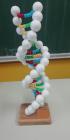 DNA Molekula , M.C. 8.B