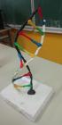 DNA Molekula , A.L. , 8.B