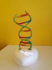 DNA Molekula , L.M. , 8.A